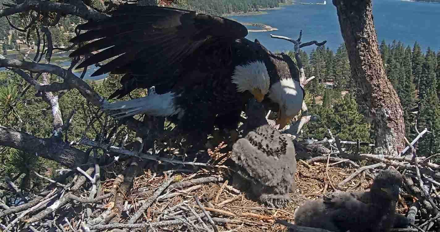 Adult bald eagle tending a chick in a large stick nest high in a tree, with a forest and blue lake in the background.