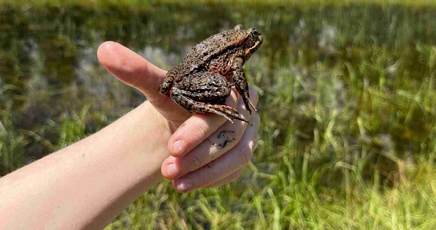 A small brown toad with warty skin sits on a person's open hand, with a grassy wetland and pond in the background.