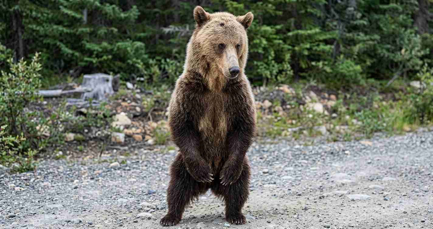 Young bear standing on a rocky path in a forest clearing, facing the camera.