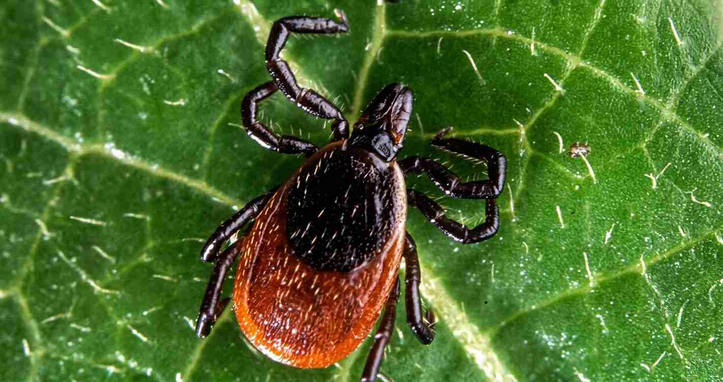 Tick on a green leaf with a reddish-brown abdomen and eight black legs.