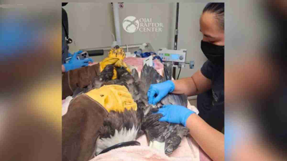 Veterinary staff in blue gloves treat an injured raptor on a padded table, with a Raptor Center sign in the background.
