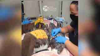 Veterinary staff in blue gloves treat an injured raptor on a padded table, with a Raptor Center sign in the background.