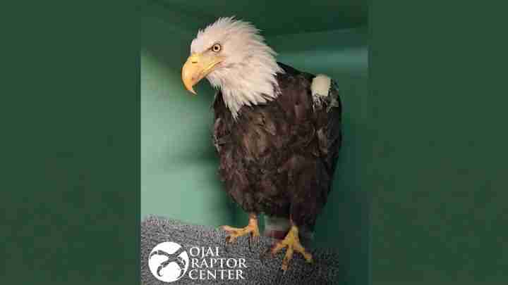 Bald eagle with white head and yellow beak perched on a gray textured perch inside a green enclosure, logo of a raptor center visible.