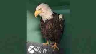 Adult bald eagle perched on a gray textured surface inside a green enclosure; watermark logo in the corner.
